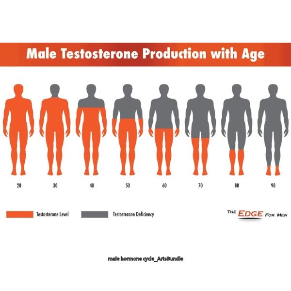 male hormone cycle