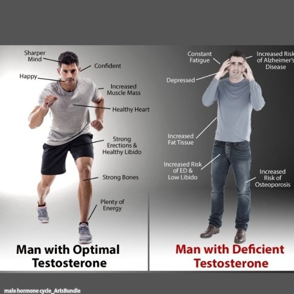 male hormone cycle