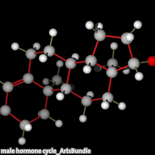 male hormone cycle